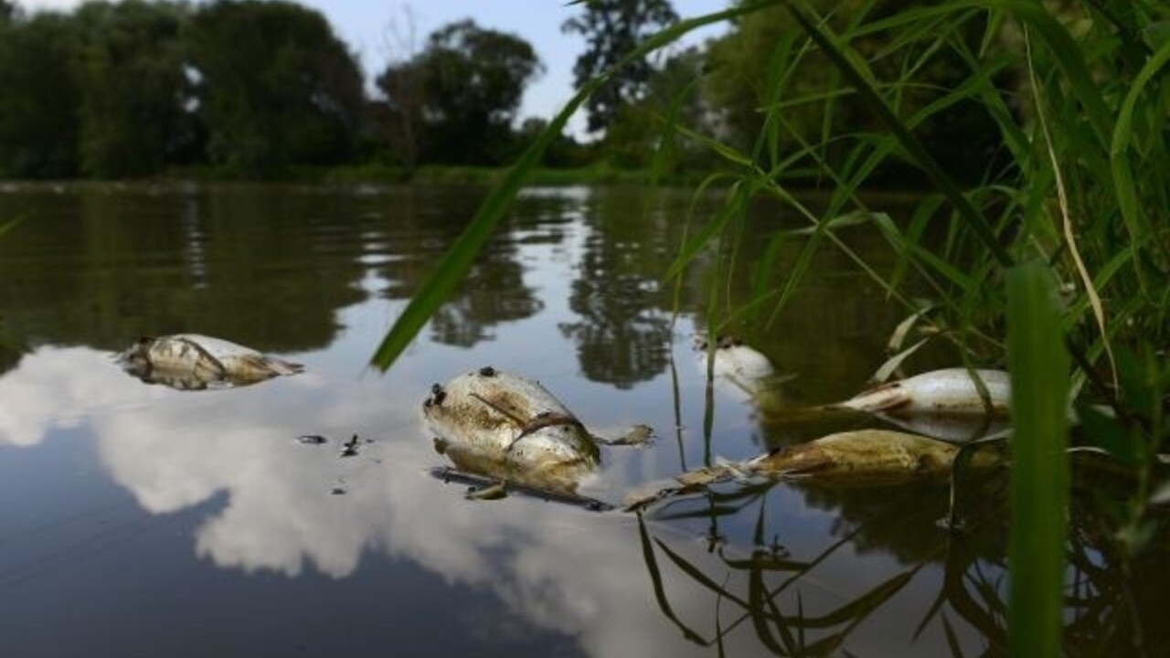 Laborec úhyn rýb (TASR)